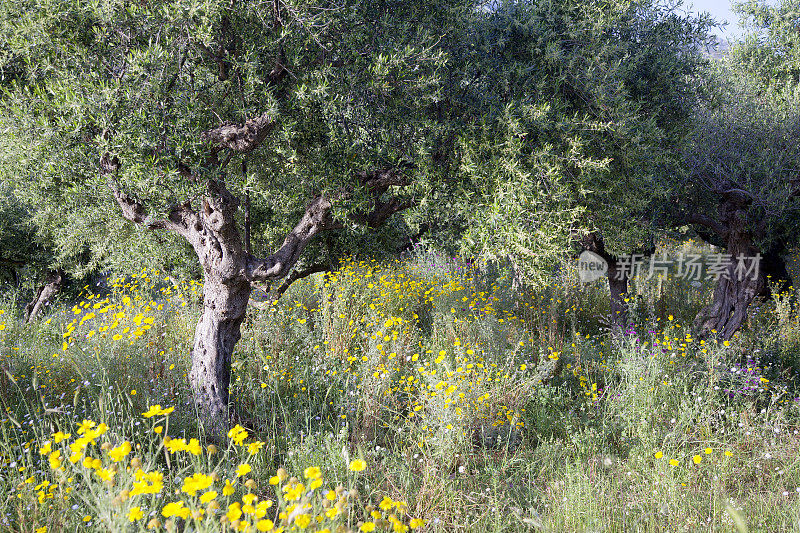 希腊伯罗奔尼撒半岛上的马尼岛附近有橄榄树和黄花