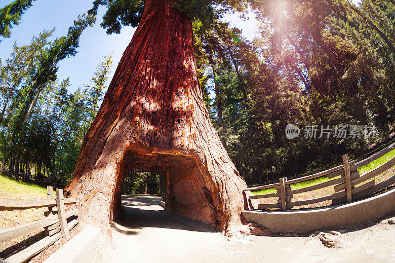 穿越红杉国家公园的红杉隧道