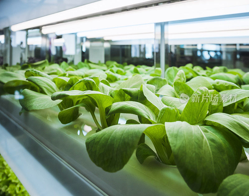 温室蔬菜种植行Led灯室内种植技术