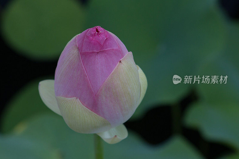 水百合花蕾