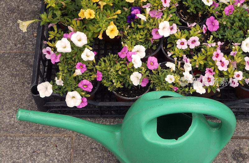 各种各样的矮牵牛花杂交品种，装在塑料容器里，旁边是花园的水盆，在花卉市场上出售