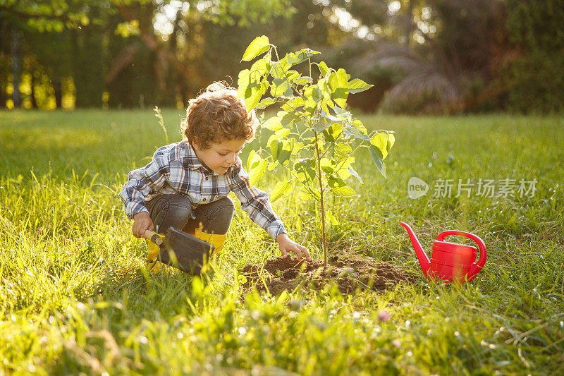 孩子在花园里照顾树