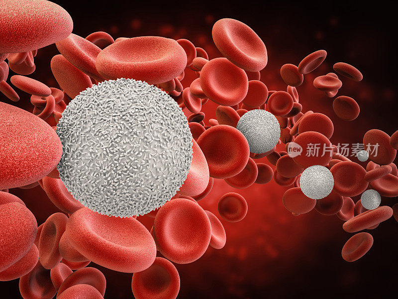白细胞和红细胞