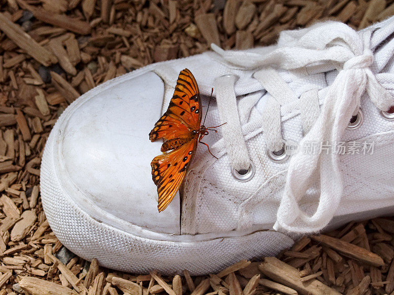 蝴蝶在运动鞋