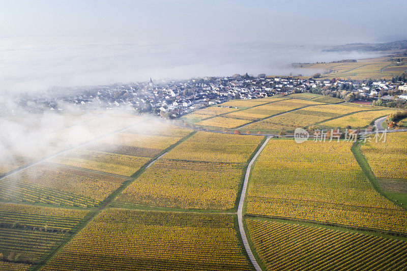 鸟瞰图的葡萄园和早晨的雾。德国莱茵高