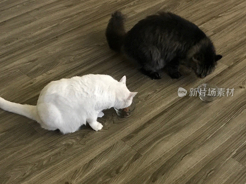 两只猫，一只缅因猫和一只土耳其安哥拉猫正在吃他们的晚餐。