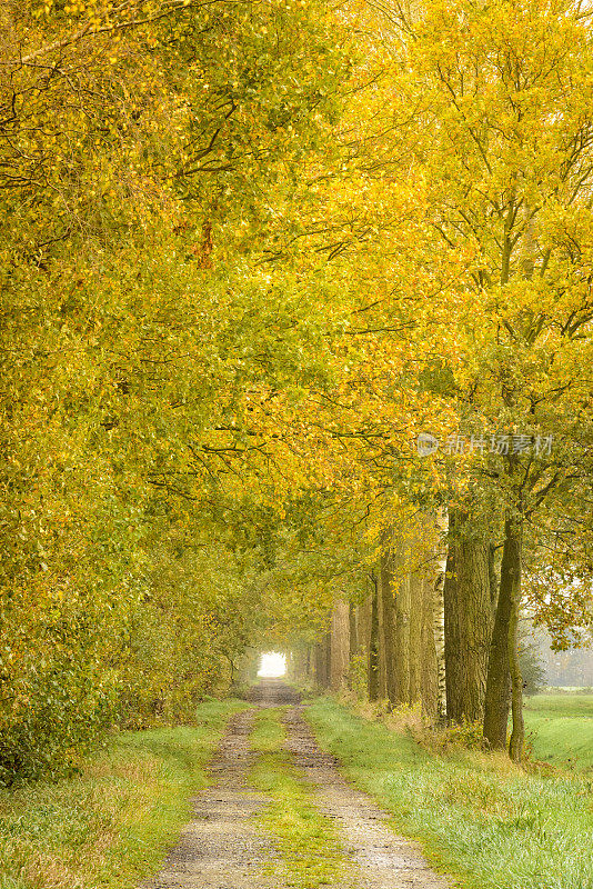 被秋色的山毛榉树环绕的乡间小路