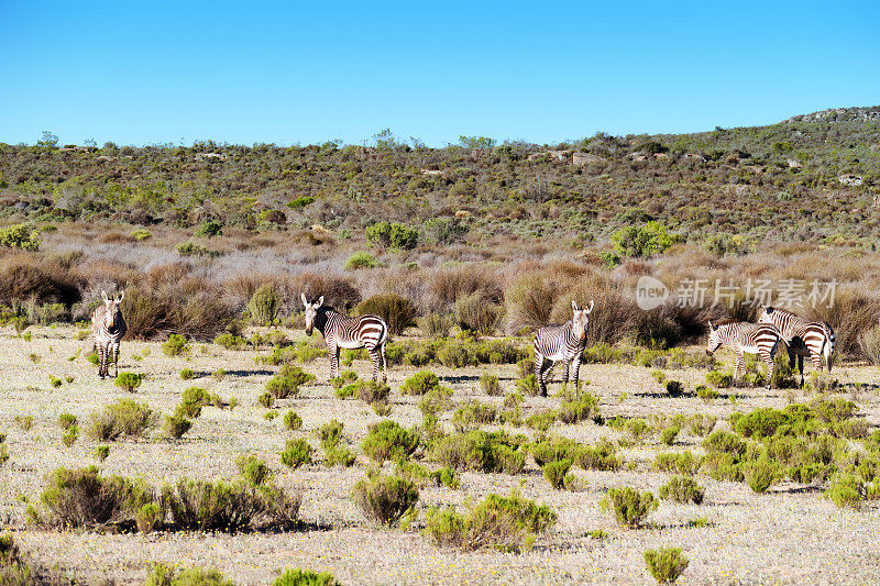 南非塞德堡山脉的开普山斑马