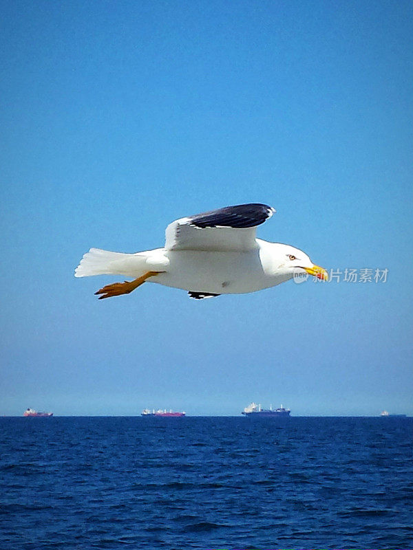 飞翔的海鸥，背景是一排货船