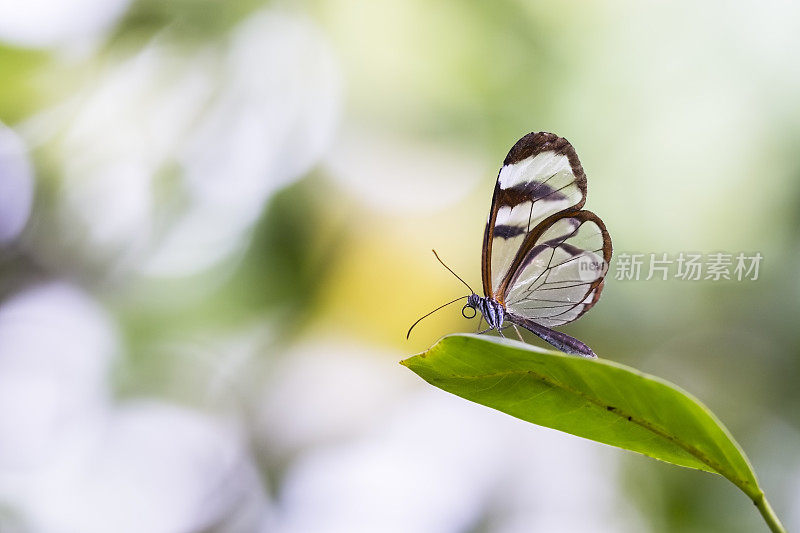 格里塔托的特写，玻璃翅膀的蝴蝶