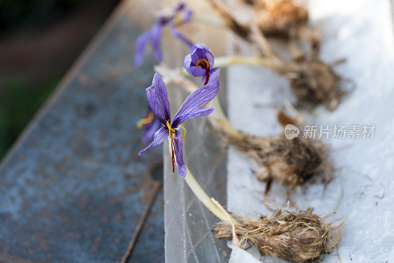 藏红花