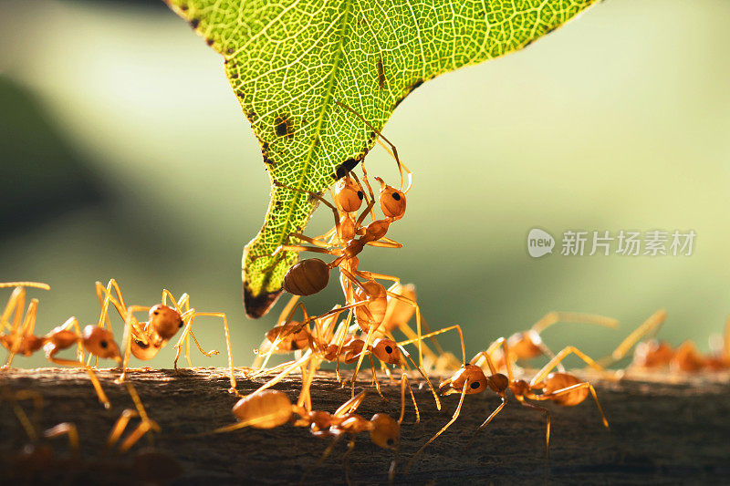 靠近团队红蚂蚁站在绿色的叶子