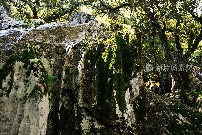 在巴利阿里马略卡岛的卢克修道院附近，森林里覆盖着苔藓的岩石