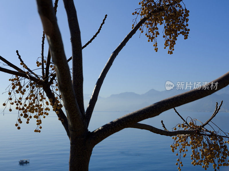 美丽的秋天，苦楝树和宁静的蓝色海景