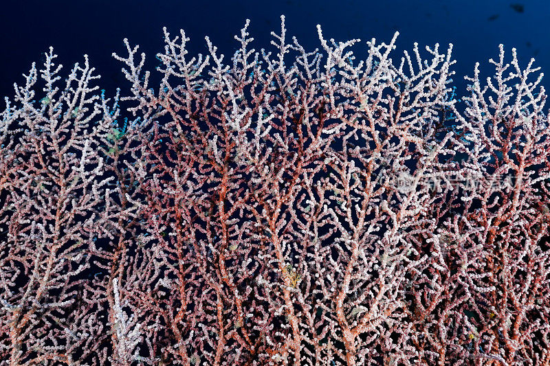 Muricella，宿主柳珊瑚侏儒海马bargibanti，印度尼西亚