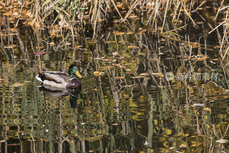 秋天湖中五彩缤纷的野鸭德雷克。