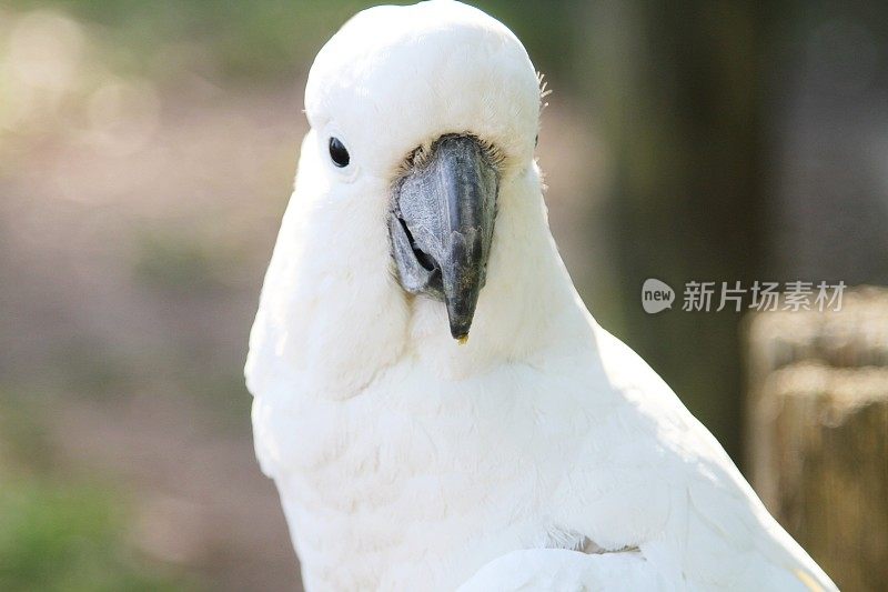 野生硫冠凤头鹦鹉的特写