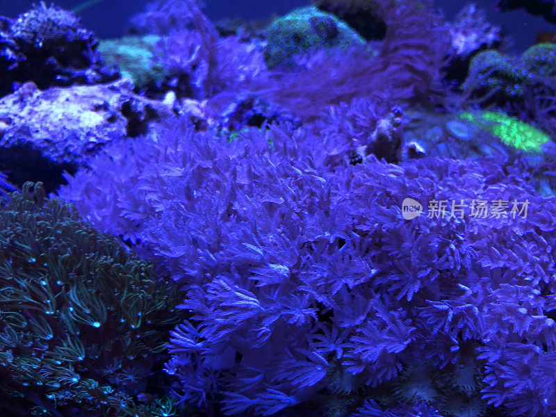 珊瑚在水族馆