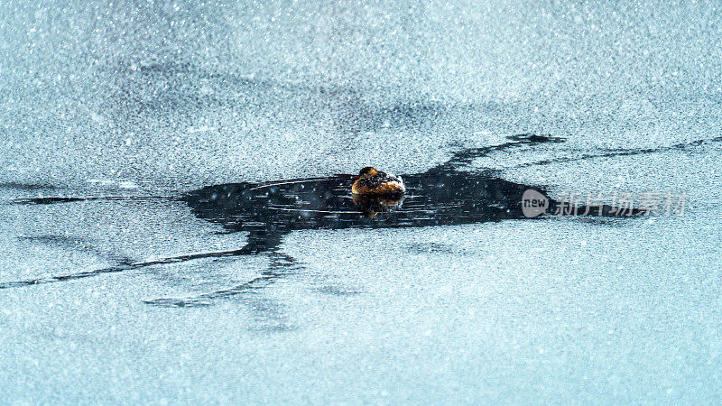 冰湖里的小鸭子