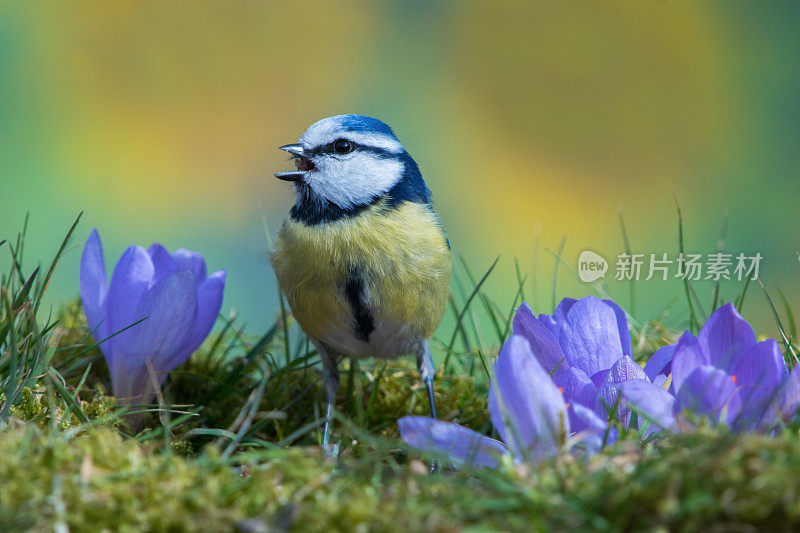 Bluetit在春天