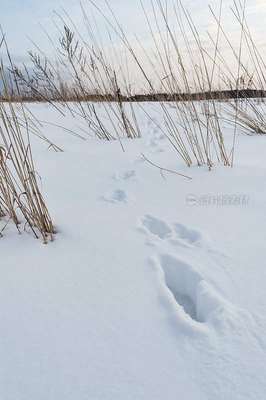 狐狸的足迹，雪地上野兽的足迹
