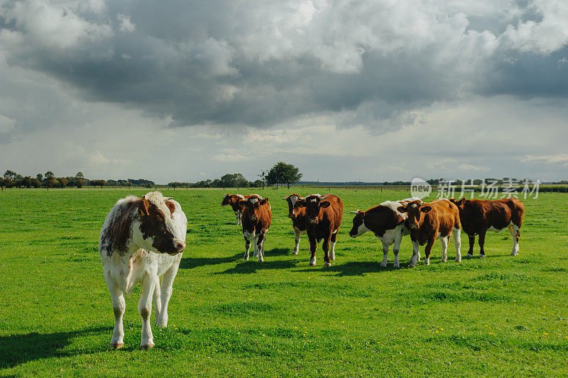 牛在绿色的草地上吃草。