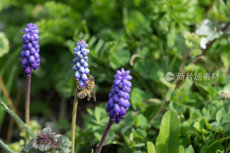 蜜蜂采摘葡萄风信子