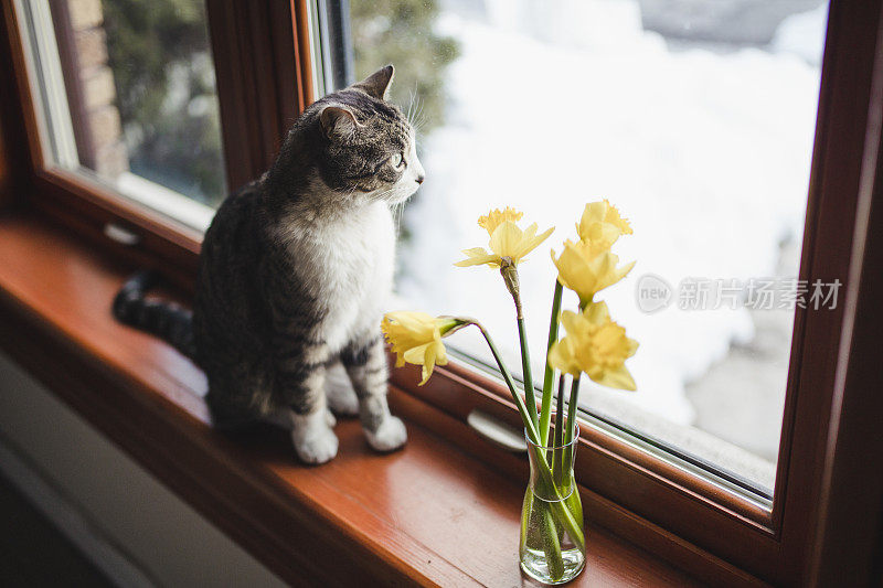 虎斑猫在窗台上看着窗外的水仙花