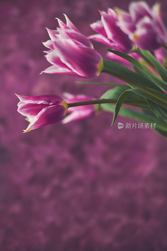母亲节的紫色郁金香花束