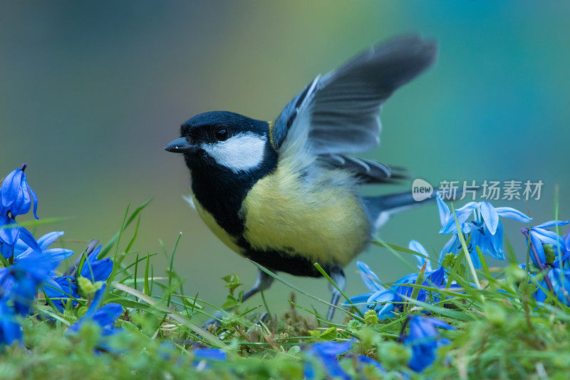 春季大山雀