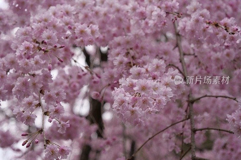 樱花，樱花