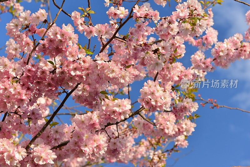 樱花，泽西岛，英国