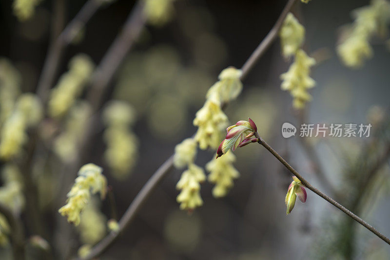 大而独特的花朵