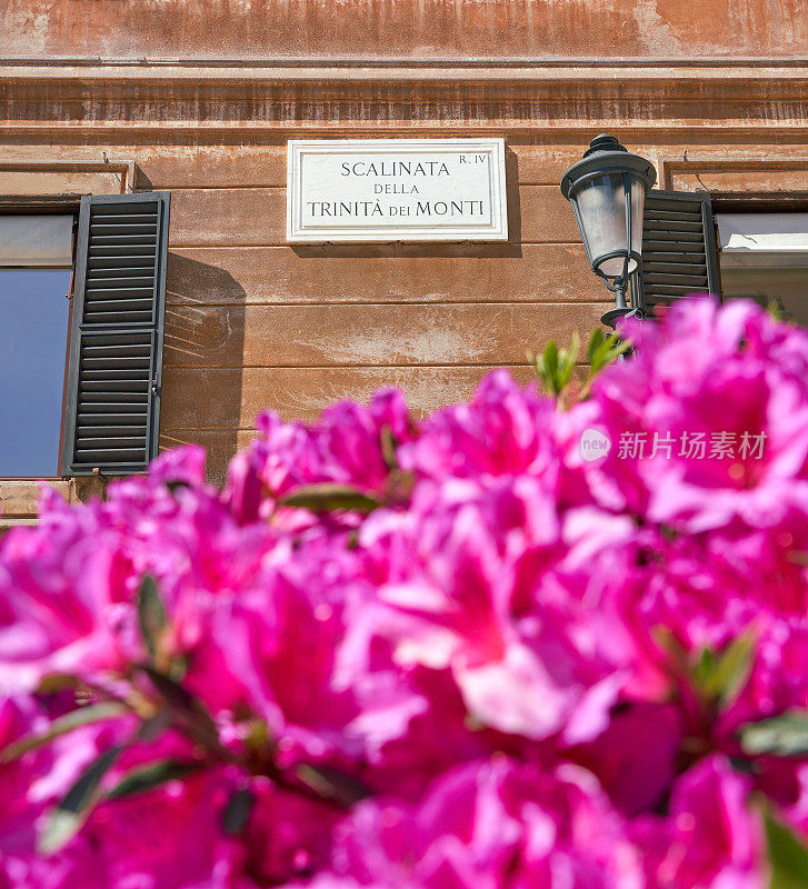 意大利罗马西班牙台阶上的杜鹃花