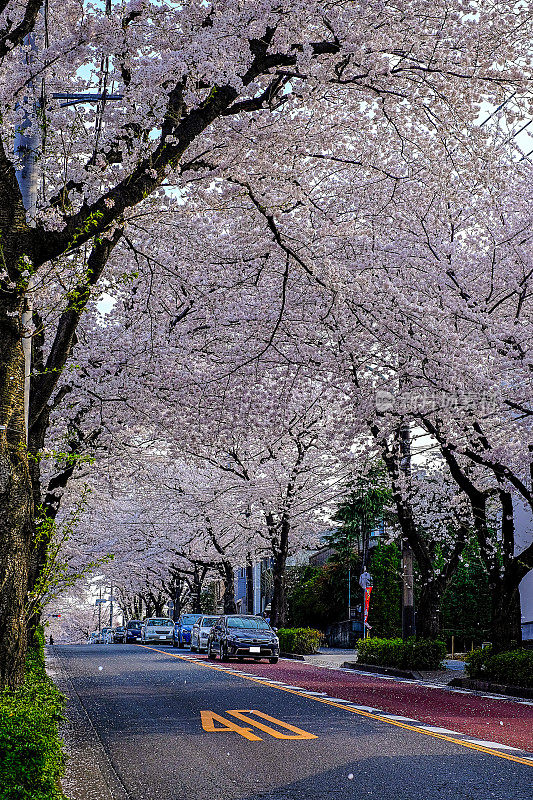 美丽的粉红色樱花盛开在东京市郊的一条道路两旁。