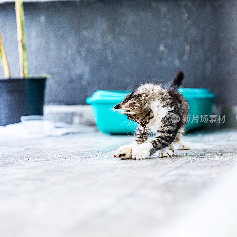 小西伯利亚品种的猫玩耍