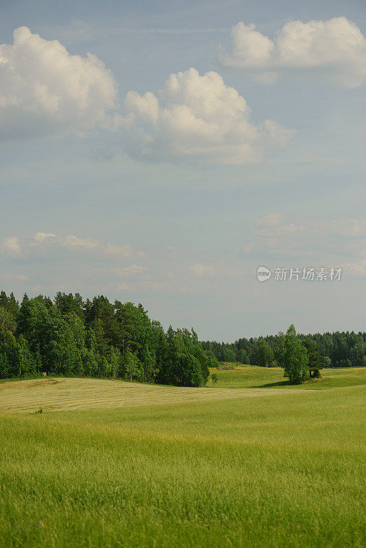 美丽的夏季自然景观，田野和天空