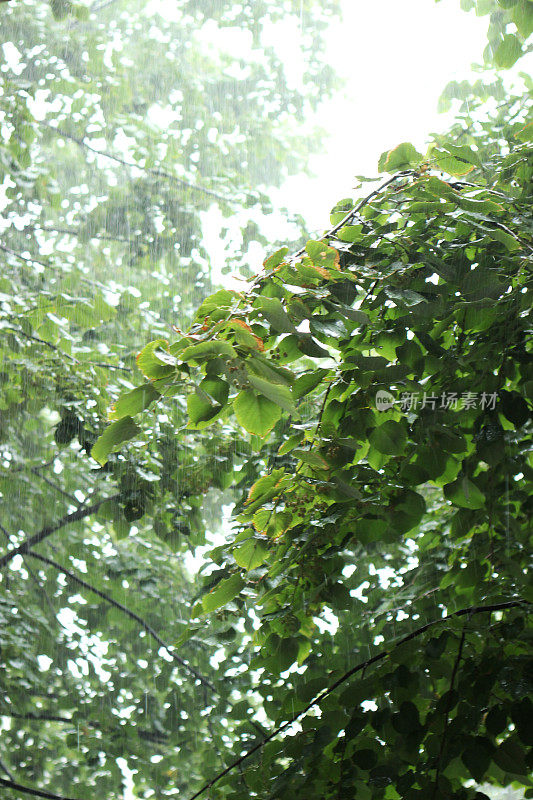 贝尔格莱德暴雨