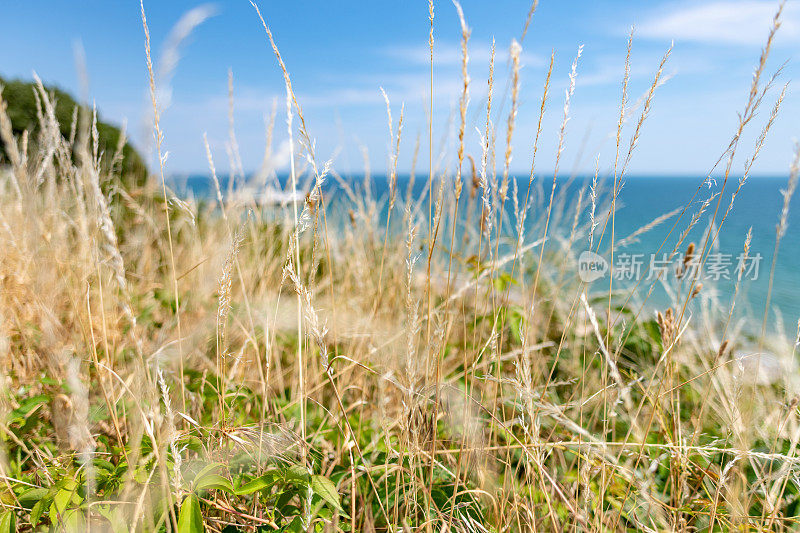 伯恩茅斯海滨，从长满草的悬崖边缘