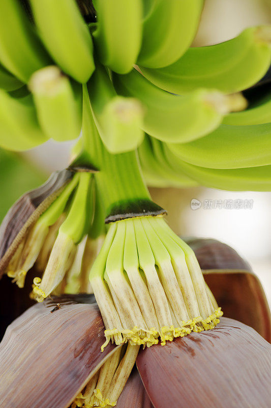 香蕉、水果和鲜花