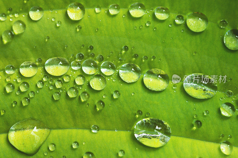 水滴叶片特写