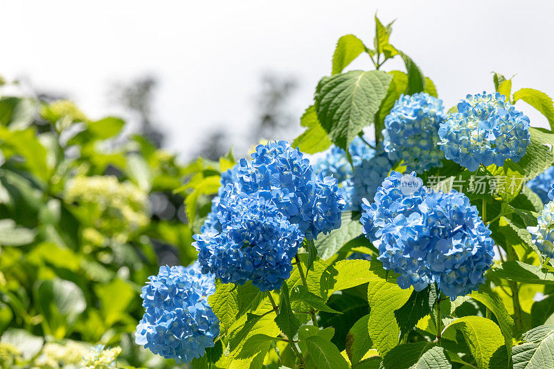 蓝色绣球花花