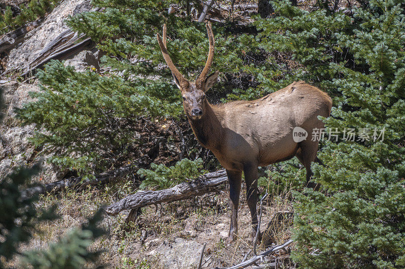 站在落基山国家公园山坡上的年轻雄性麋鹿