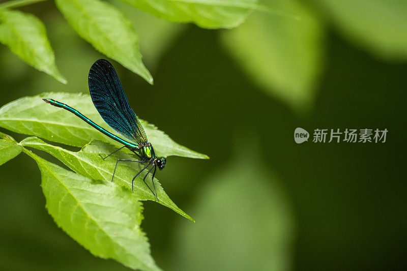 土耳其博鲁Yedigoller国家公园的蜻蜓