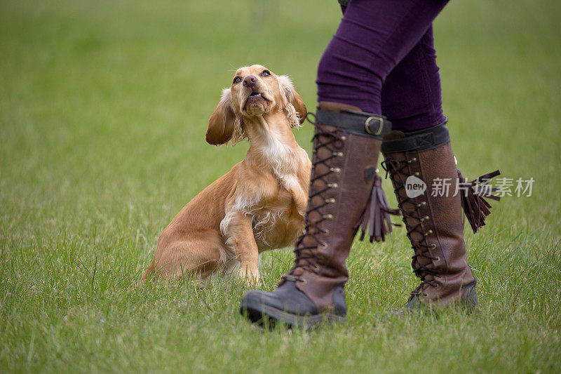 听话的施普林格西班牙猎犬在迷你犬测试期间等待主人的指示