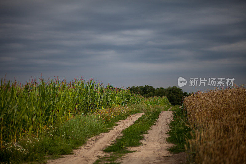 波兰杂草丛生的乡村公路