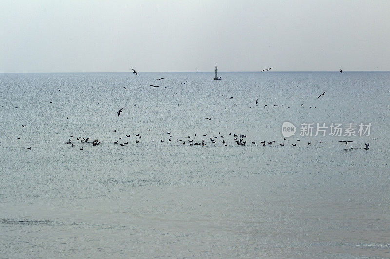 土耳其伊斯坦布尔斯利夫里附近马尔马拉海岸的无人机和海鸥