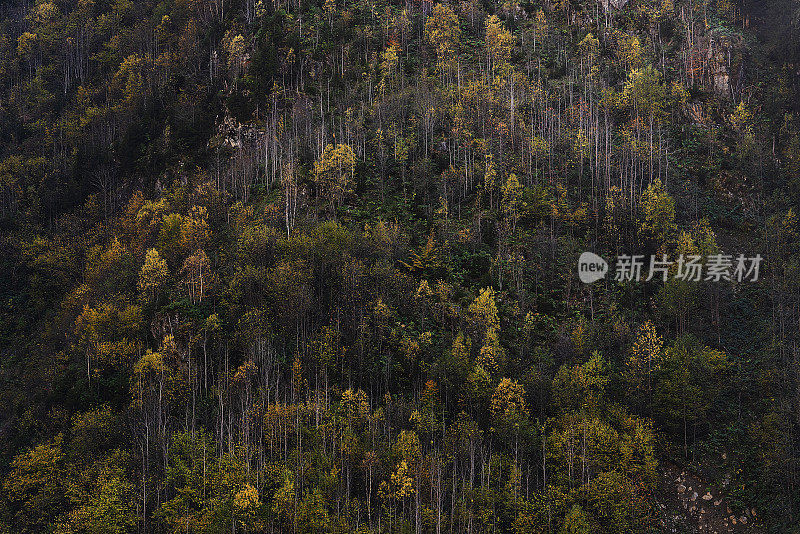 山坡上秋色斑斓的森林