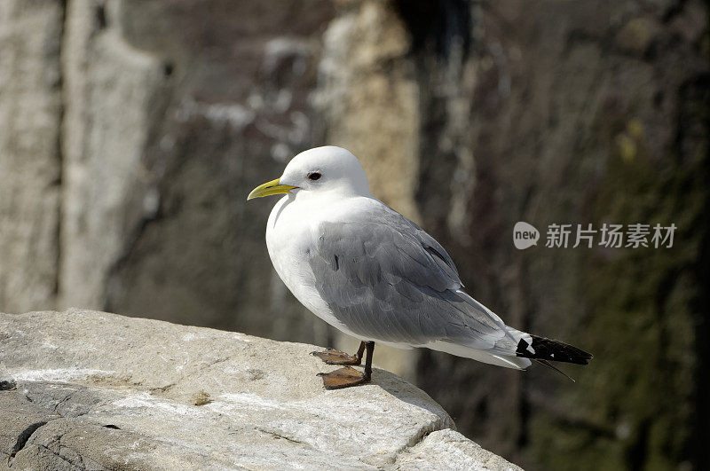 海鸥栖息在岩石上的特写镜头