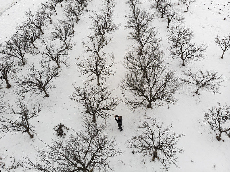 在寒冷的冬天，成年农民在他的覆盖着白雪的光秃秃的果园里检查植物。鸟瞰图。